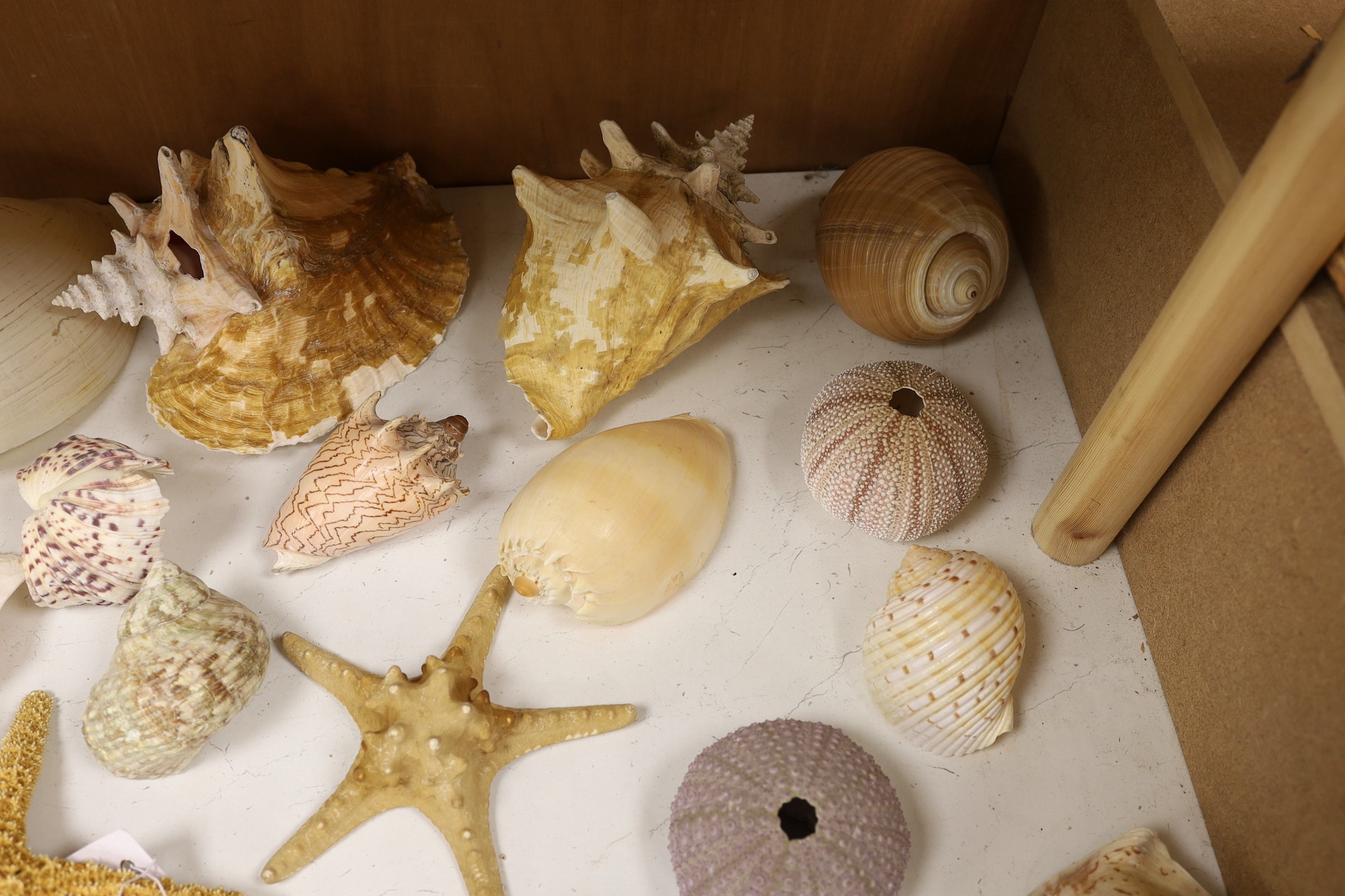 A collection of sea shells, dried starfish, puffer fish etc.